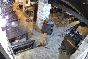 adriatic-airways-2025-02-036